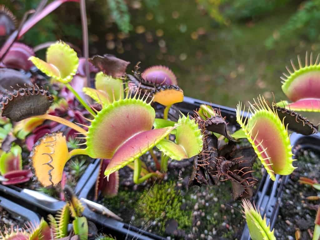 Changes in carnivorous plants before winter