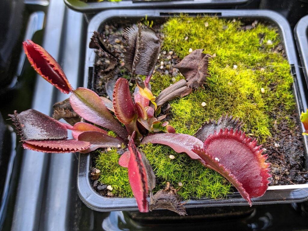 Changes in carnivorous plants before winter