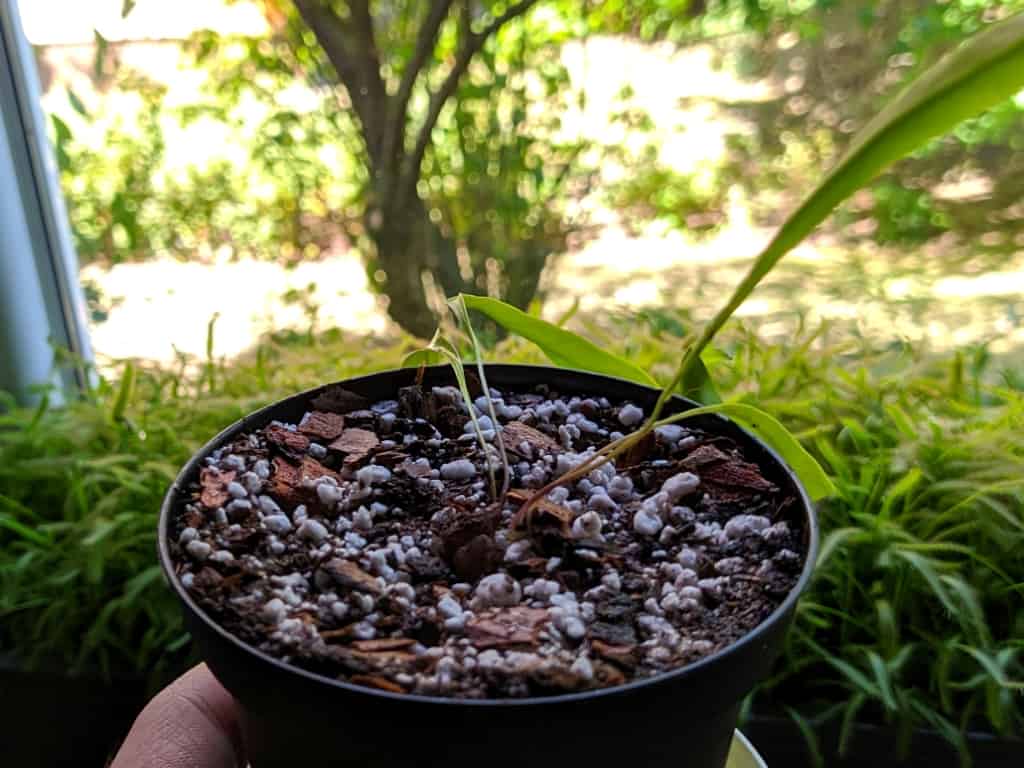 How to plant Utricularia
