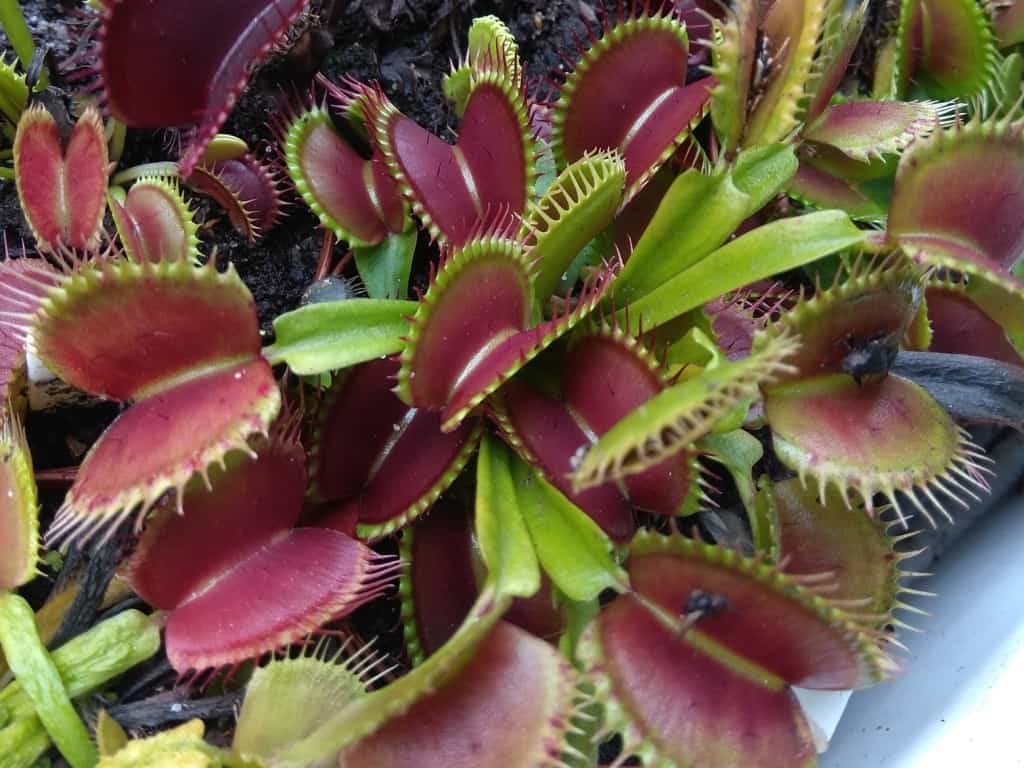 Dionaea muscipula - Bimbo