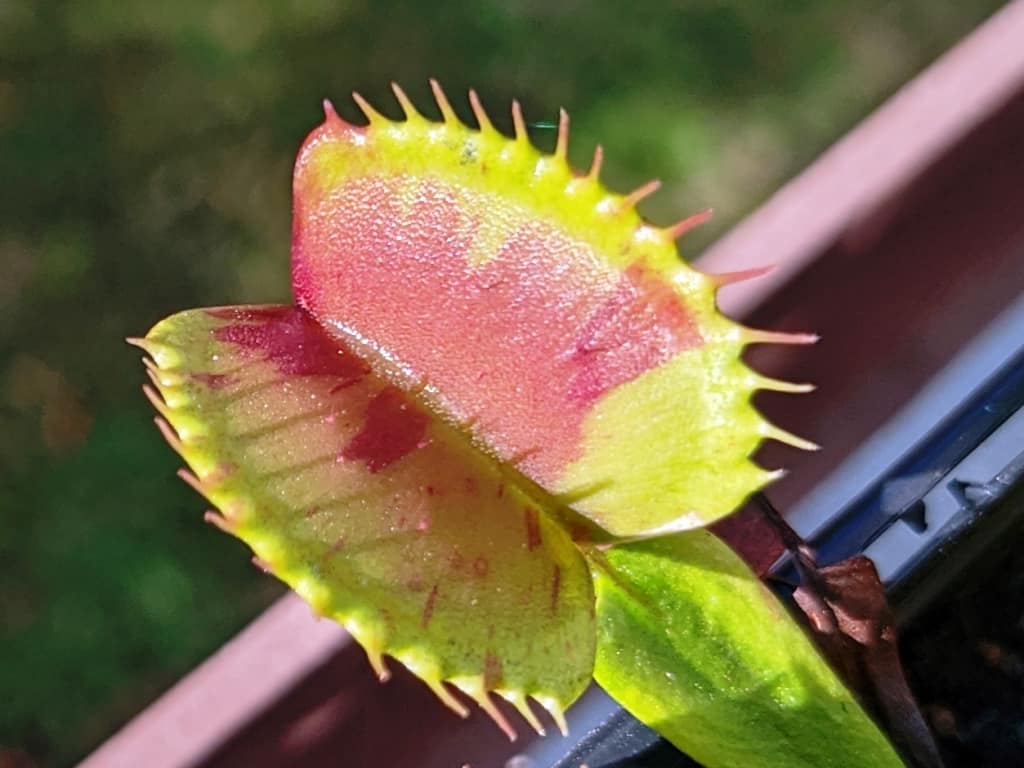 Dionaea muscipula - Charly Mandon's Spotted