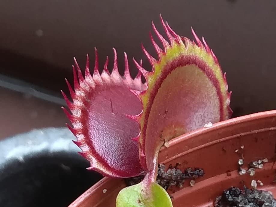 Dionaea muscipula - Dracula