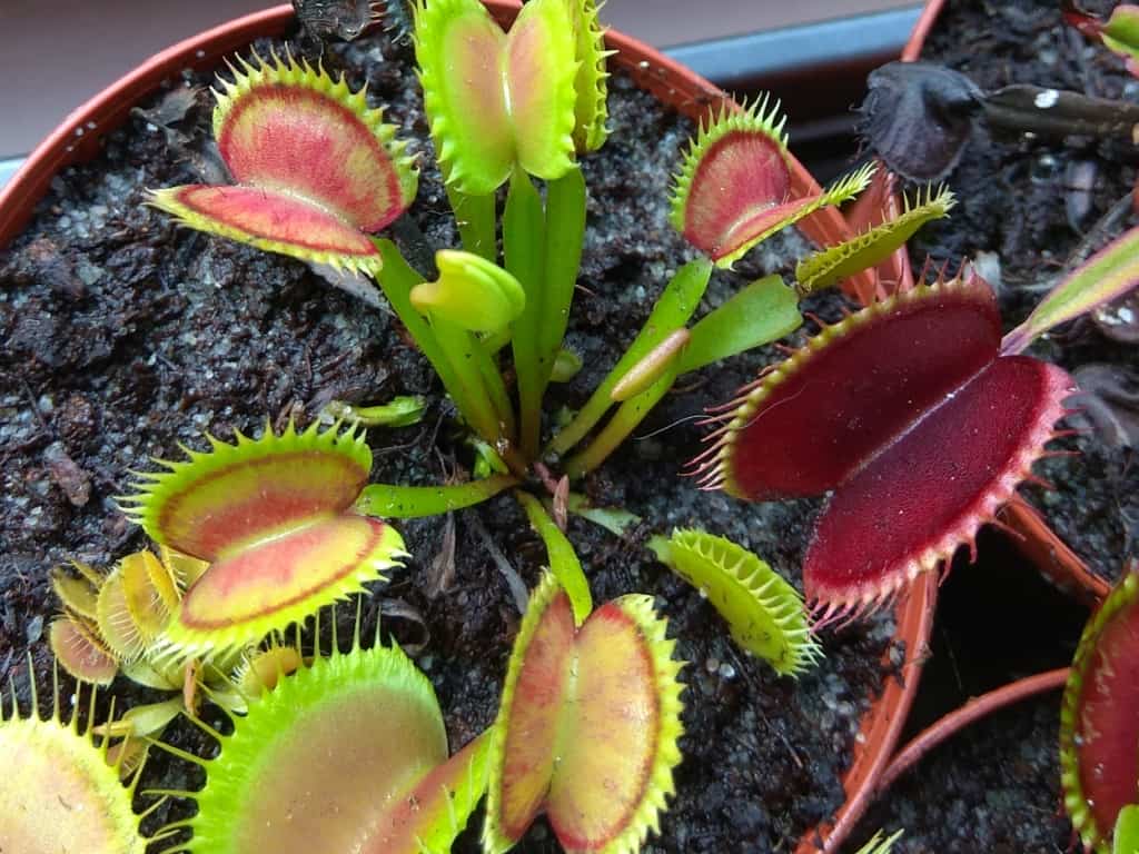 Dionaea muscipula - GJ Supernova