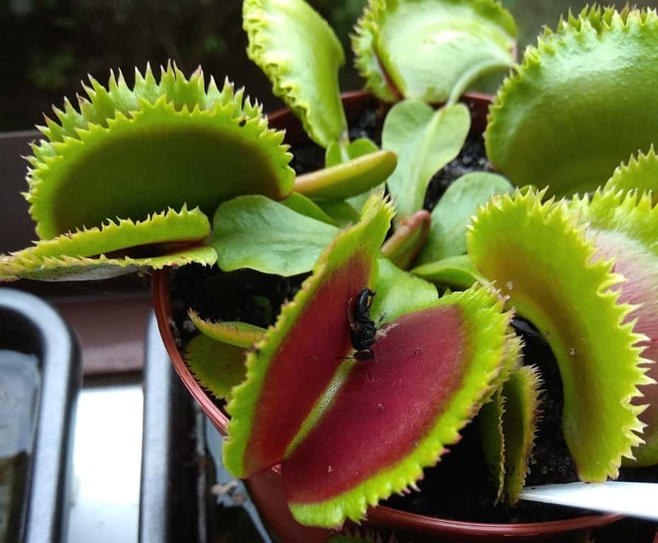 Dionaea muscipula - Giant Clam