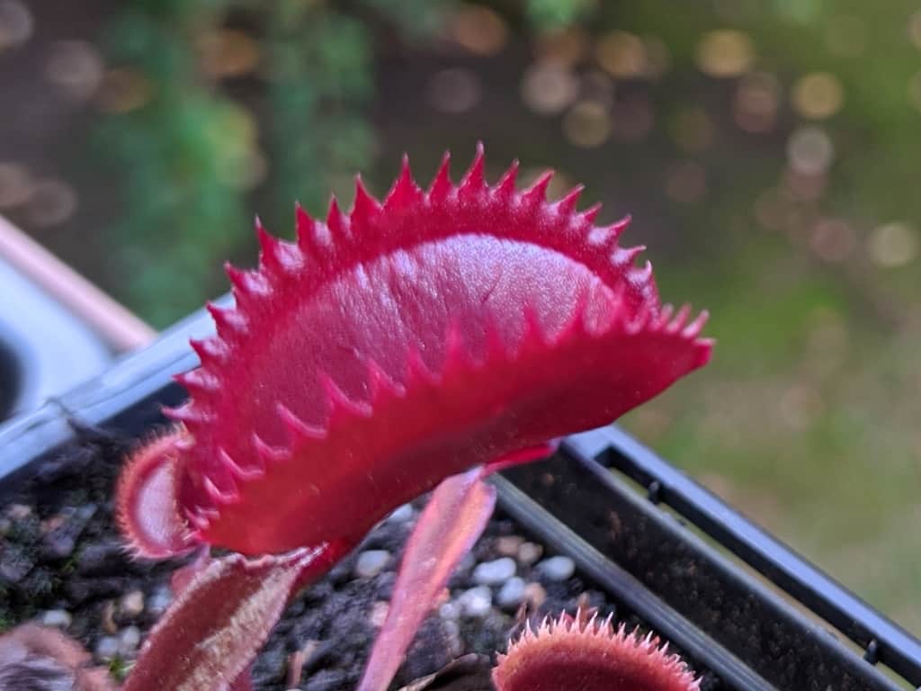 Dionaea muscipula - Gold Strike