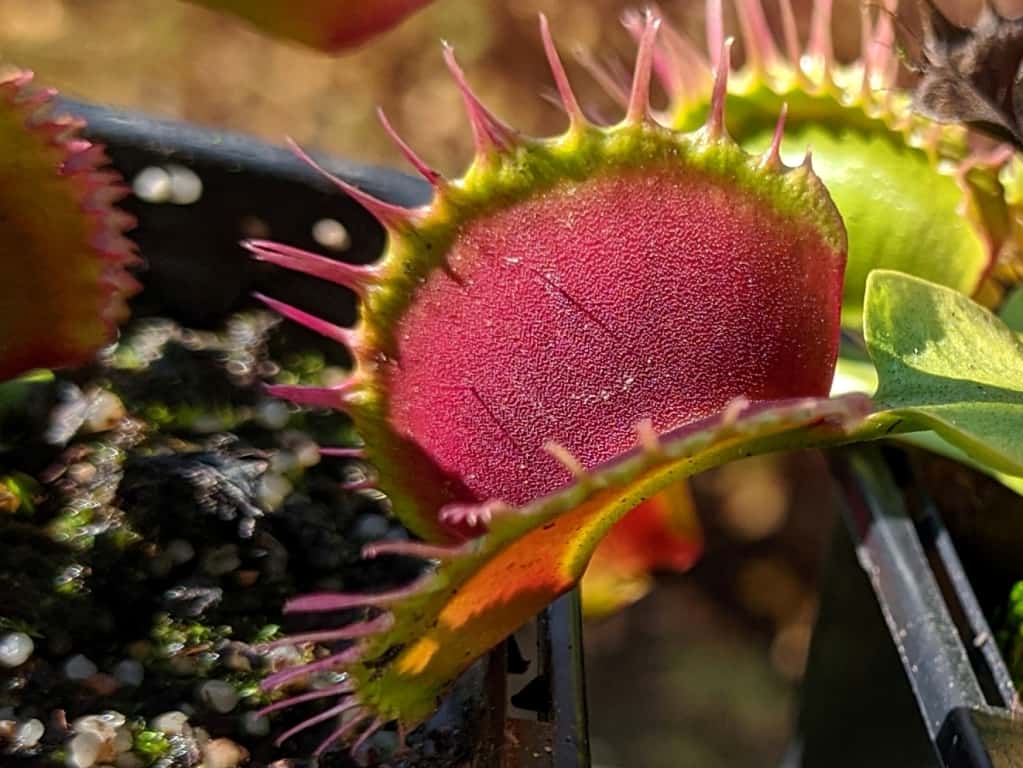 Dionaea muscipula - Predator