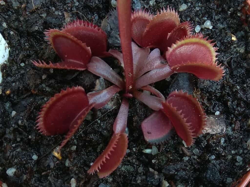 Dionaea muscipula - Red Form – Dentate