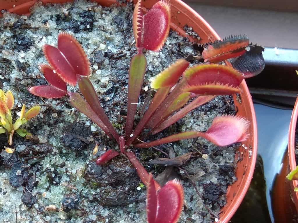 Dionaea muscipula - Red Piranha
