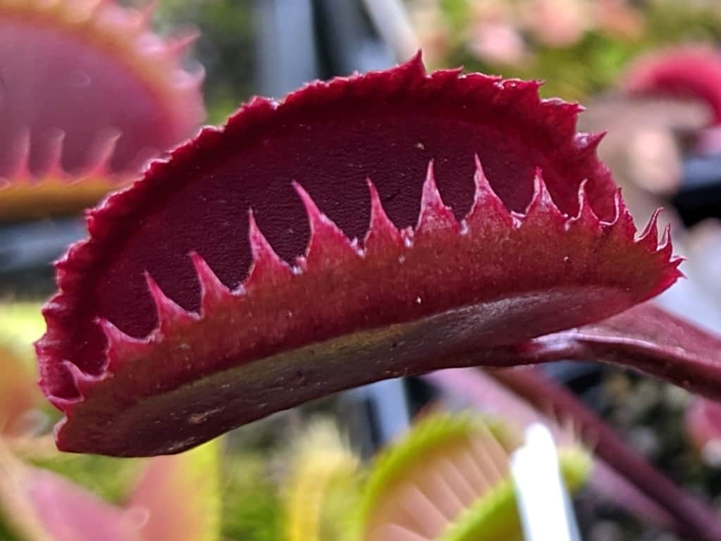 Dionaea muscipula - Red Sawtooth