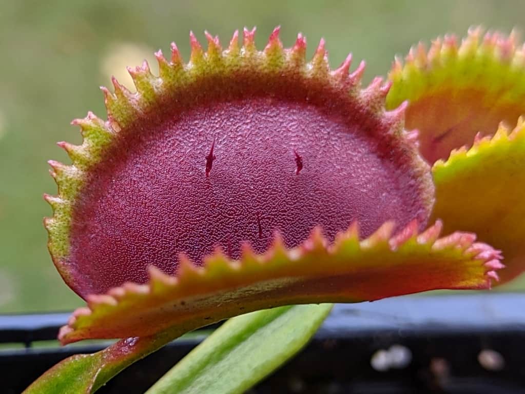 Dionaea muscipula - Sawtooth