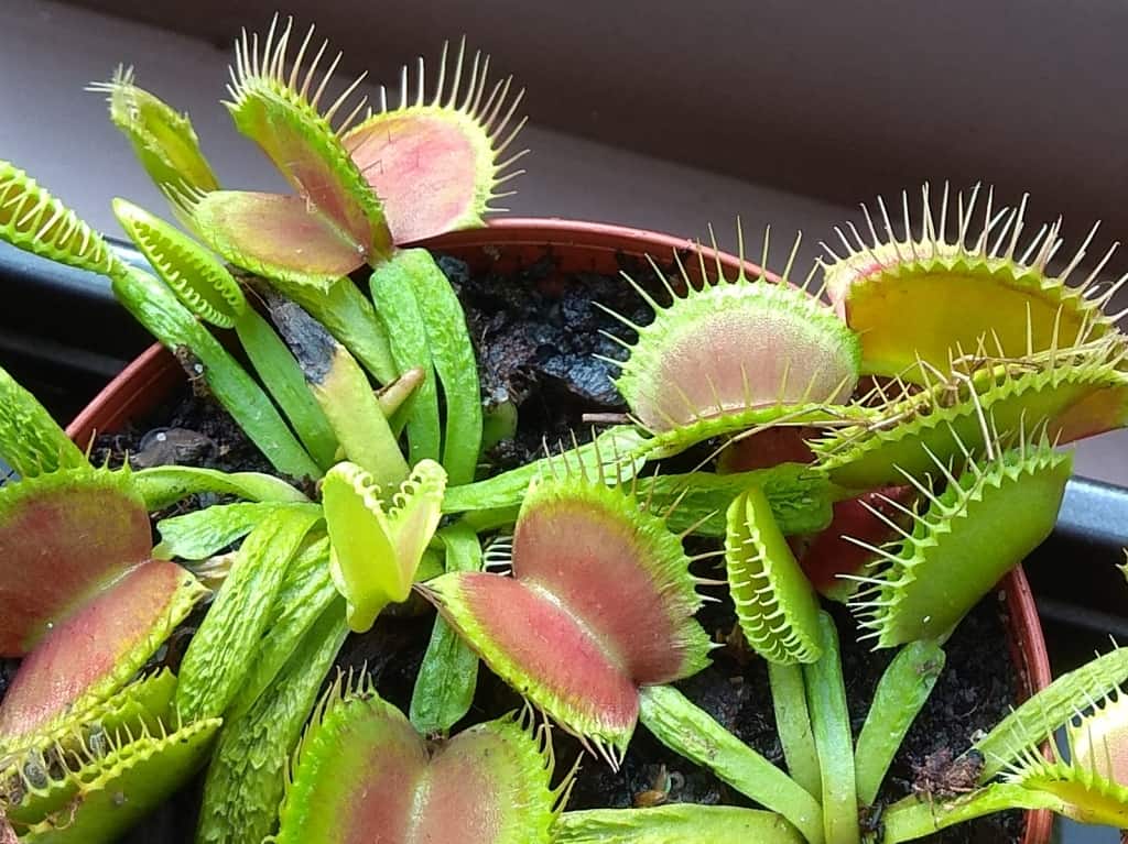 Dionaea muscipula - Schuppenstiel