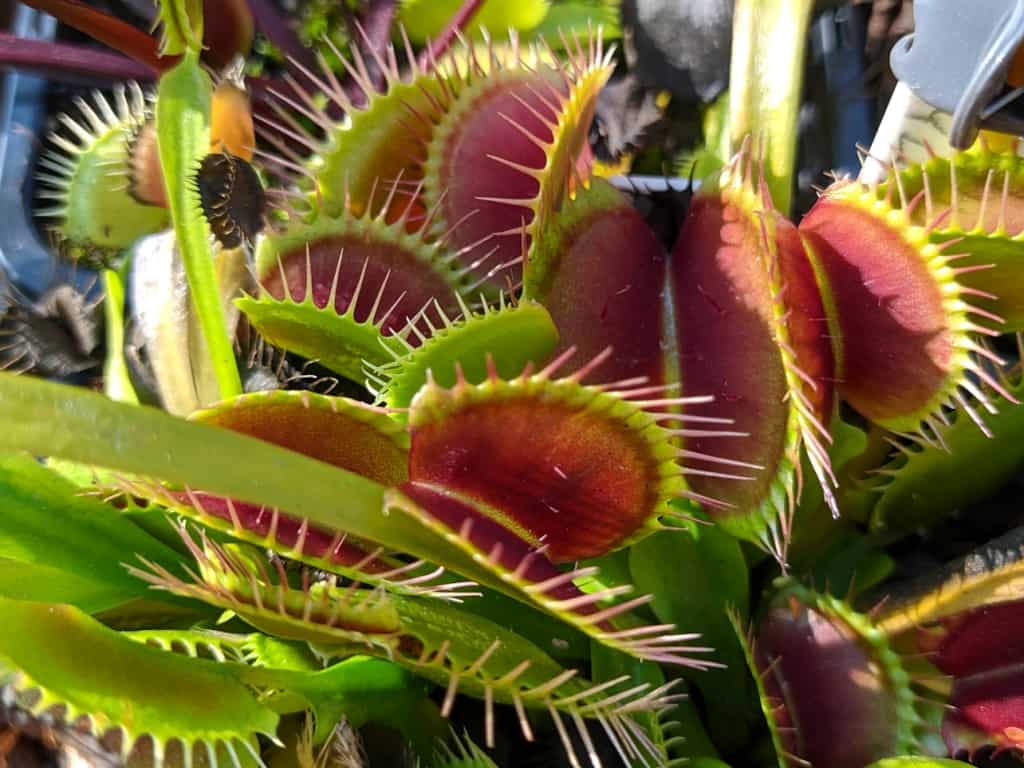 Dionaea muscipula - VČS