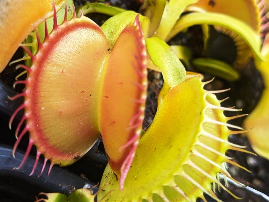 Dionaea muscipula - Žlutá A