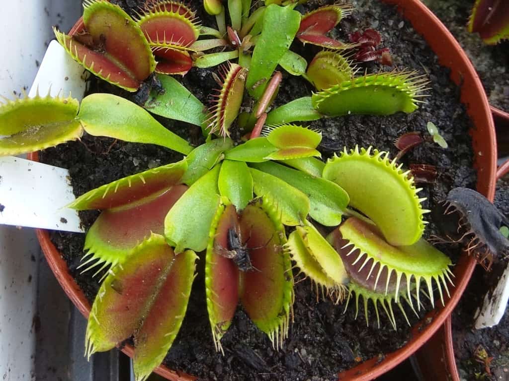 Dionaea muscipula - Standardní