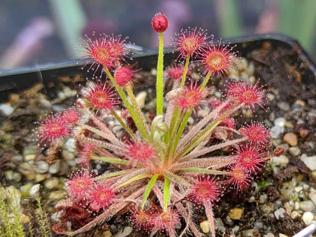 Drosera aff fulva x aff petiolaris x ordensis
