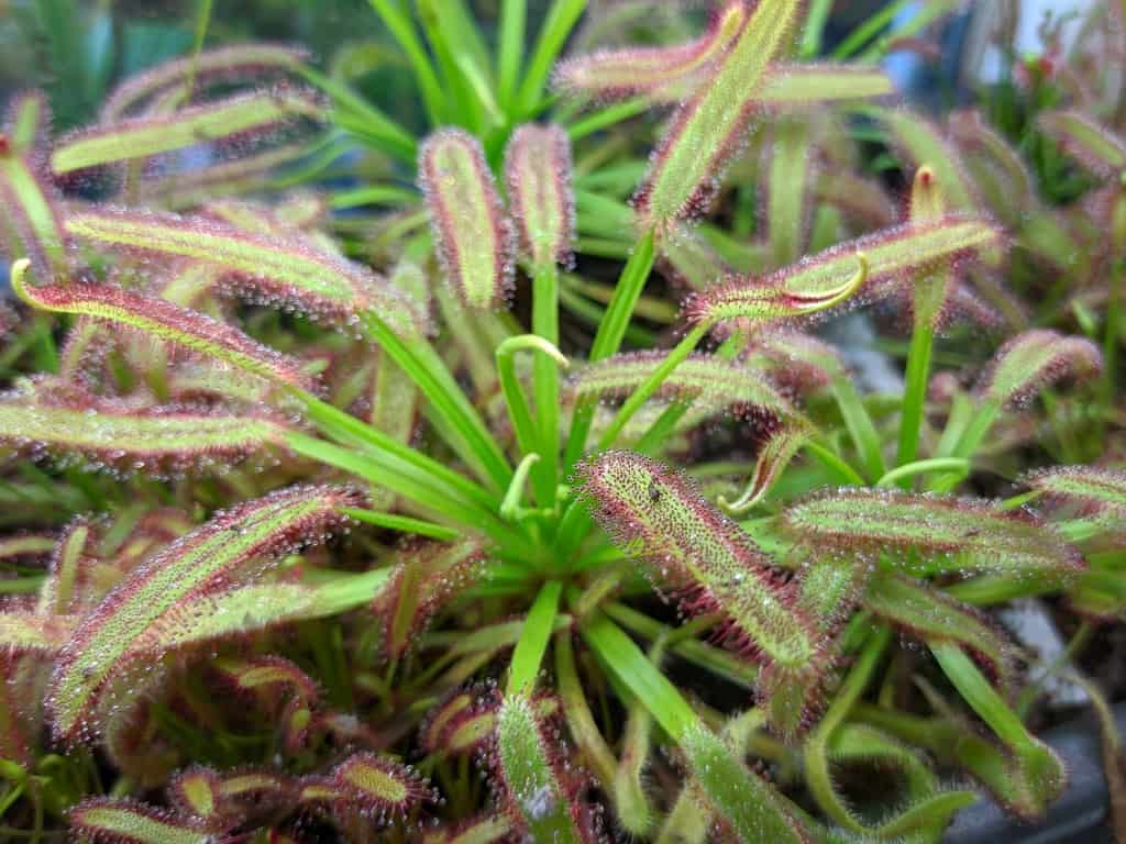 How to plant carnivorous plants