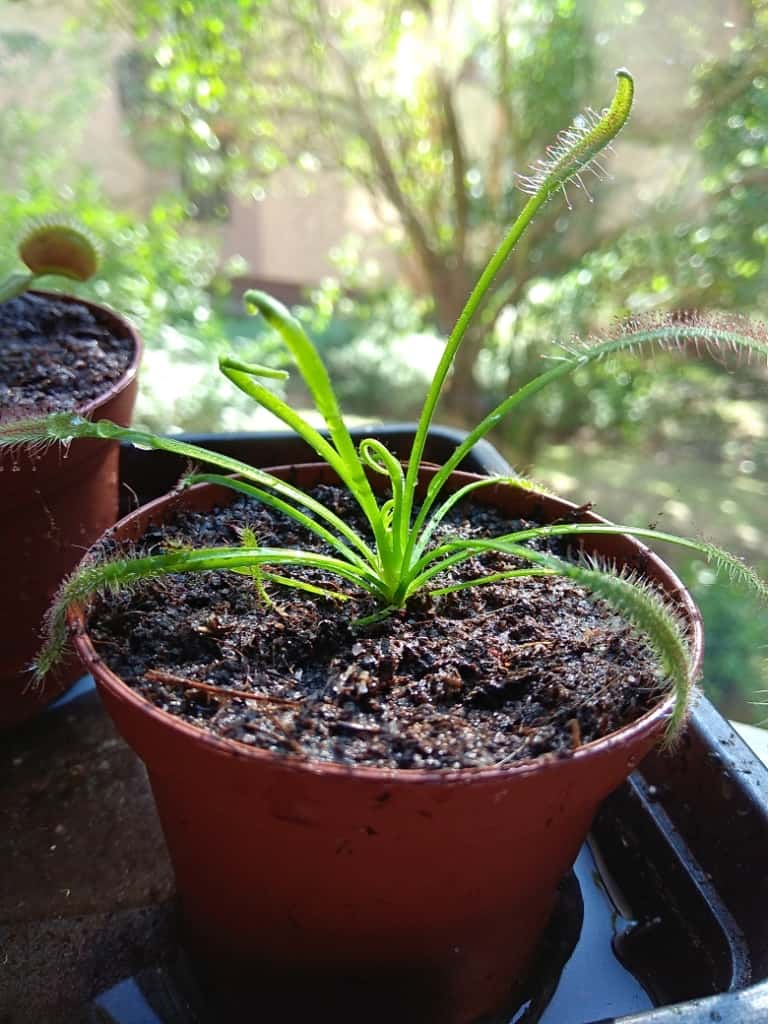 How to plant Drosera (sundew)