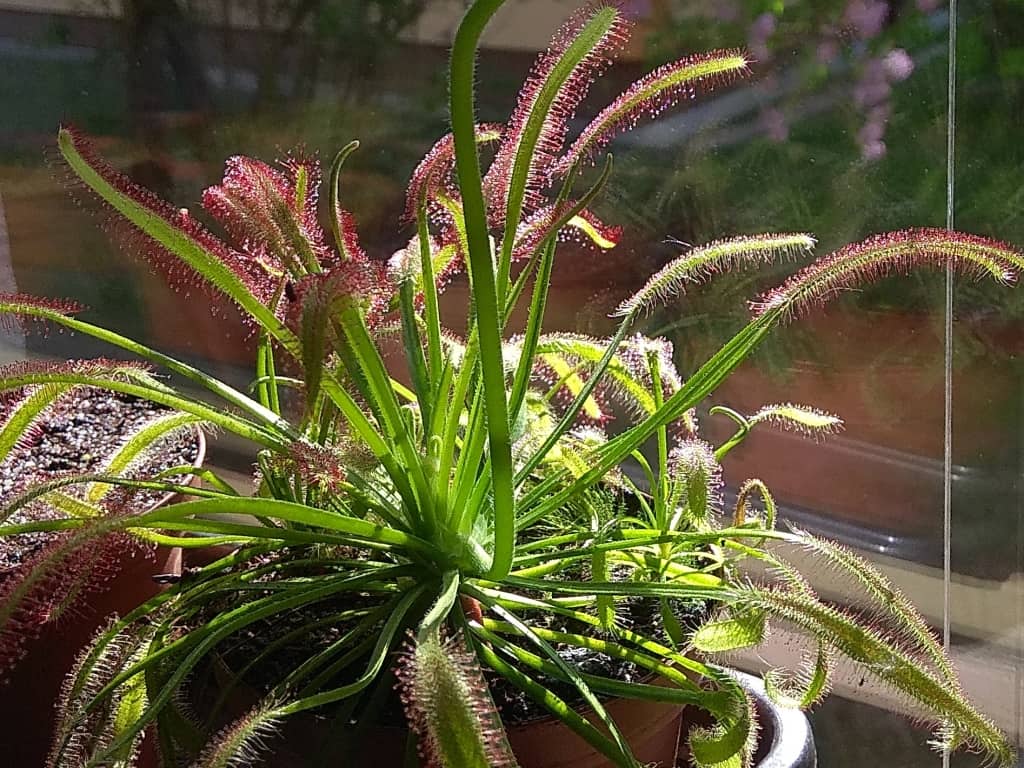 Drosera capensis