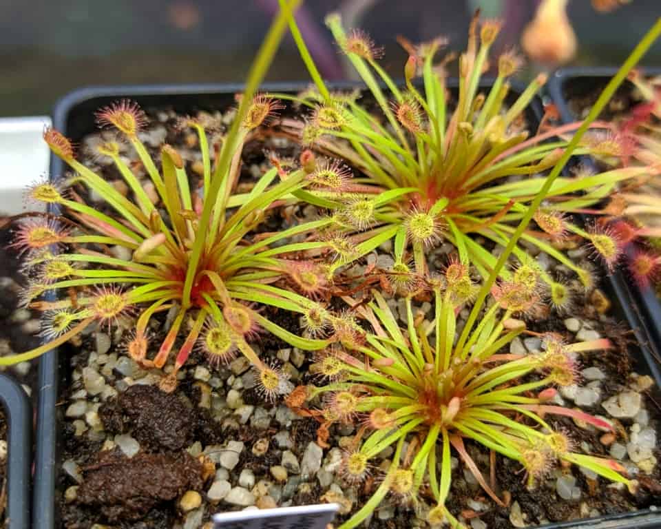 Drosera dilatato petiolaris