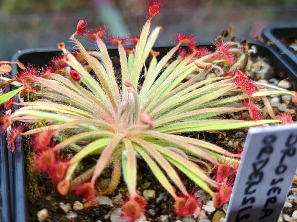 Drosera ordensis