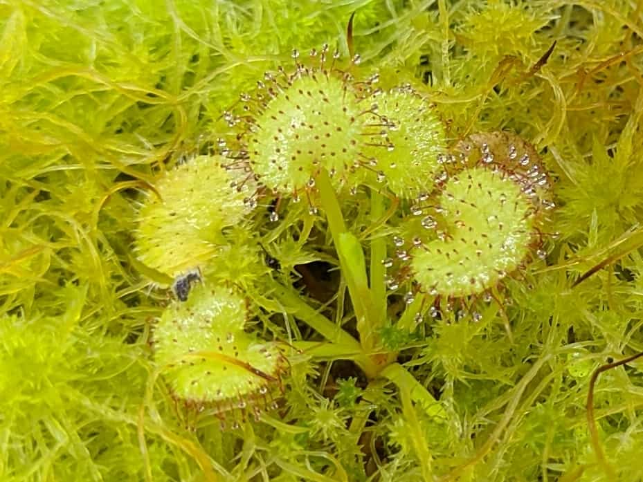 How to grow Drosera (sundews)