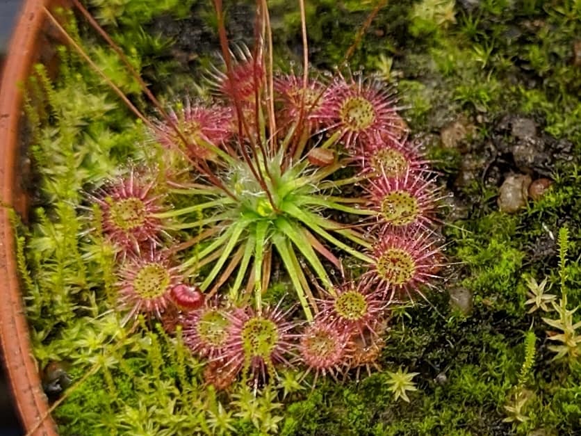 How to grow Drosera (sundews)