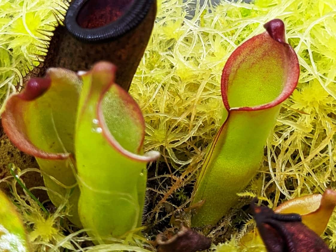 Heliamphora heterodoxa