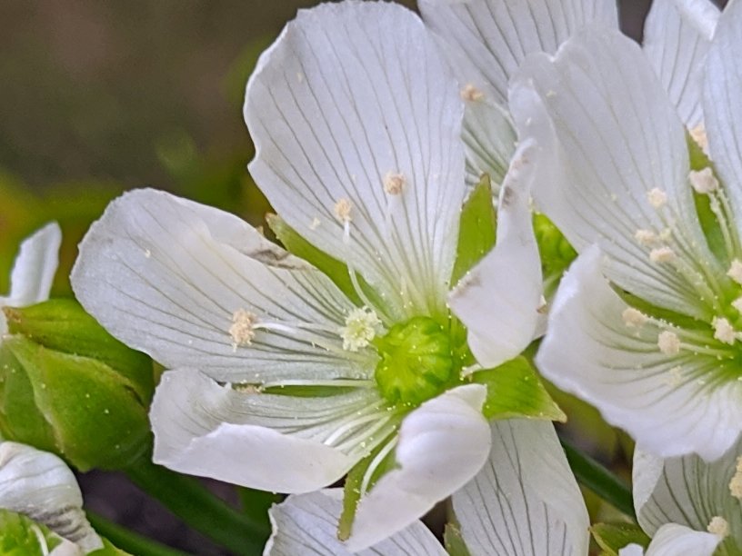 How to pollinate Dionaea Muscipula (Venus Flytrap)