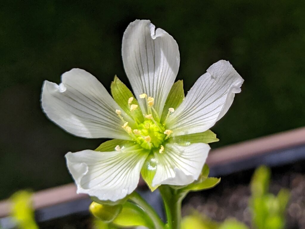 How to pollinate Dionaea Muscipula (Venus Flytrap)