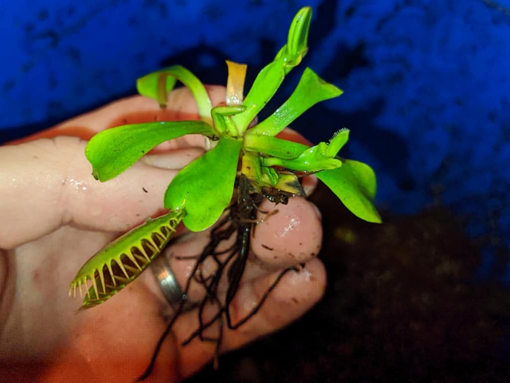 Winter care for carnivorous plants in the refrigerator