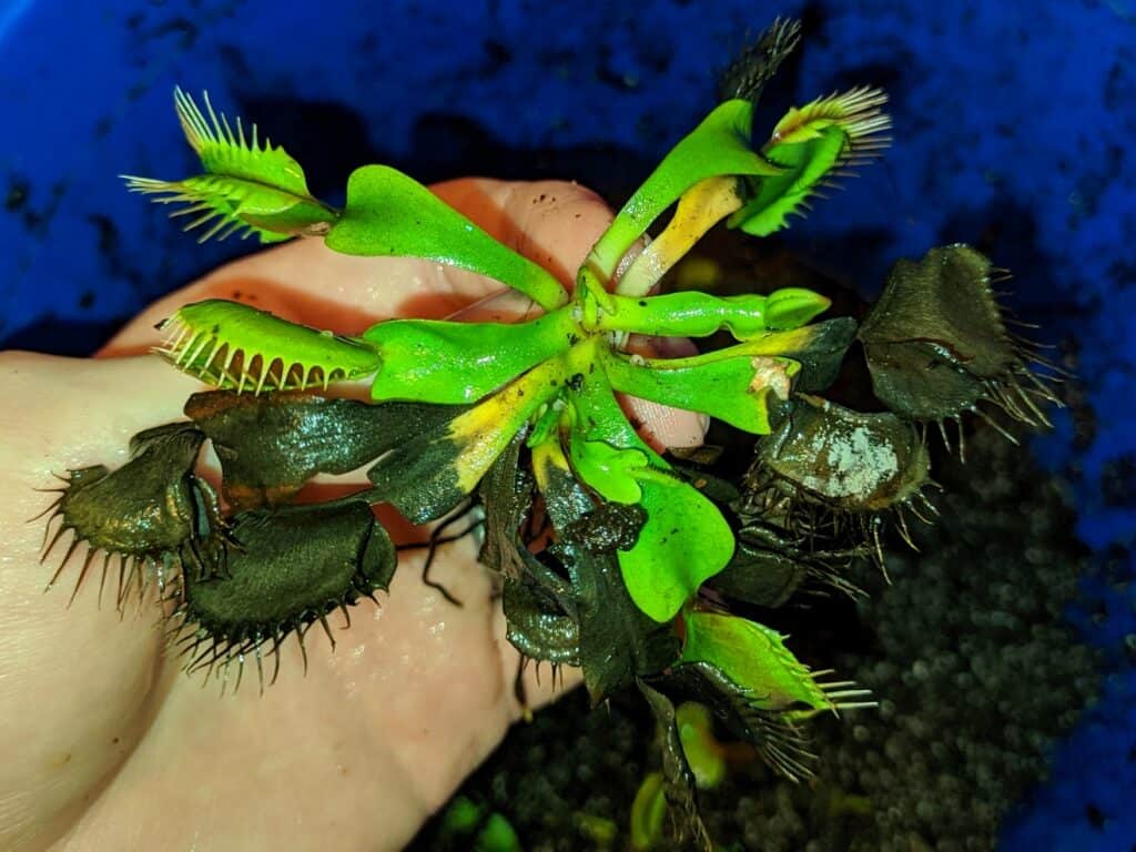 Winter care for carnivorous plants in the refrigerator
