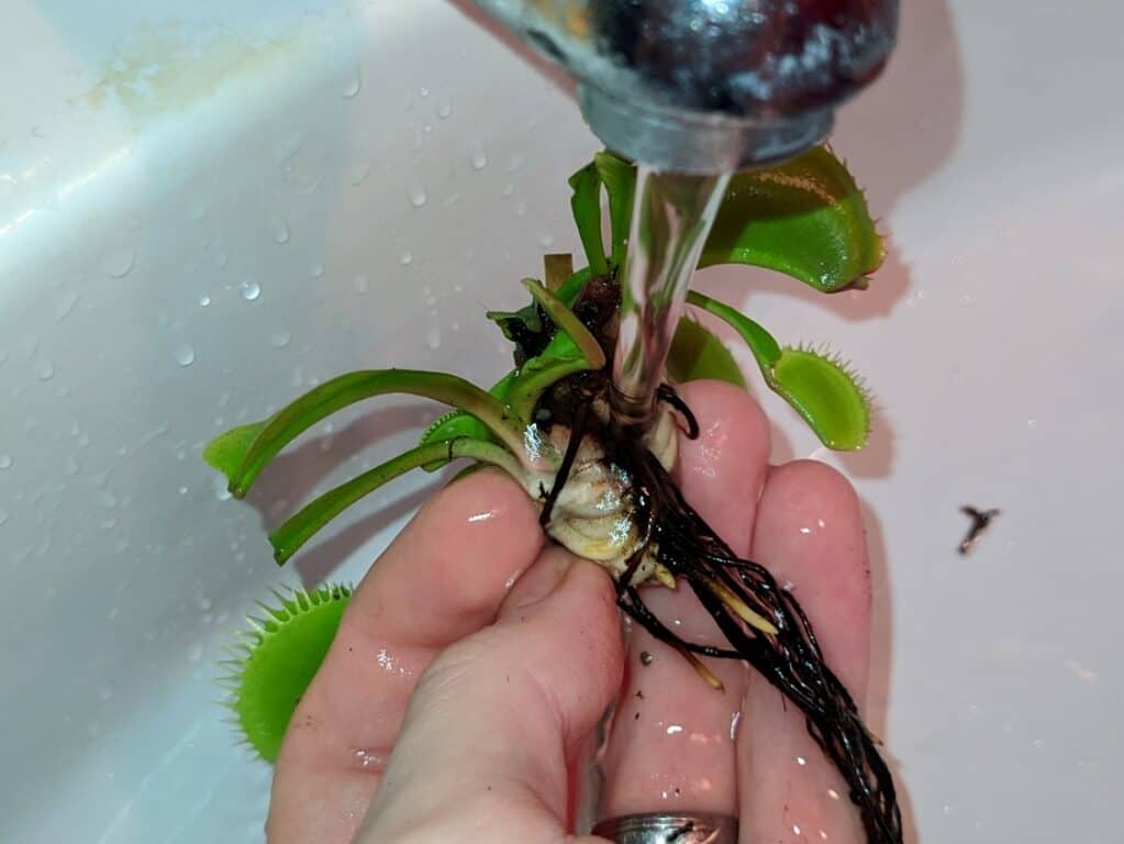 Winter care for carnivorous plants in the refrigerator