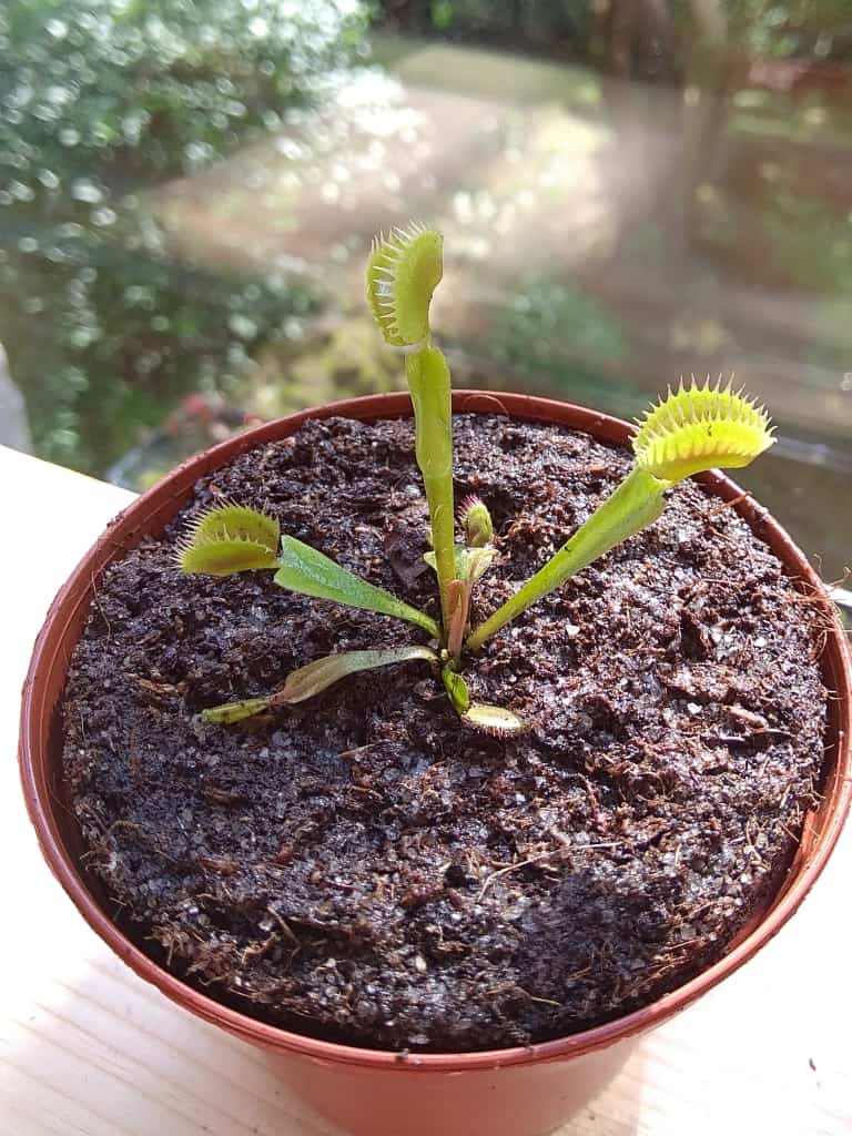 How to plant Dionaea muscipula (Venus flytrap)