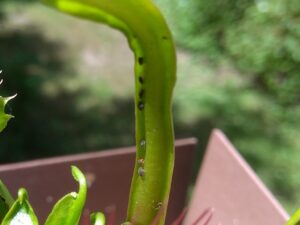 Pests of carnivorous plants