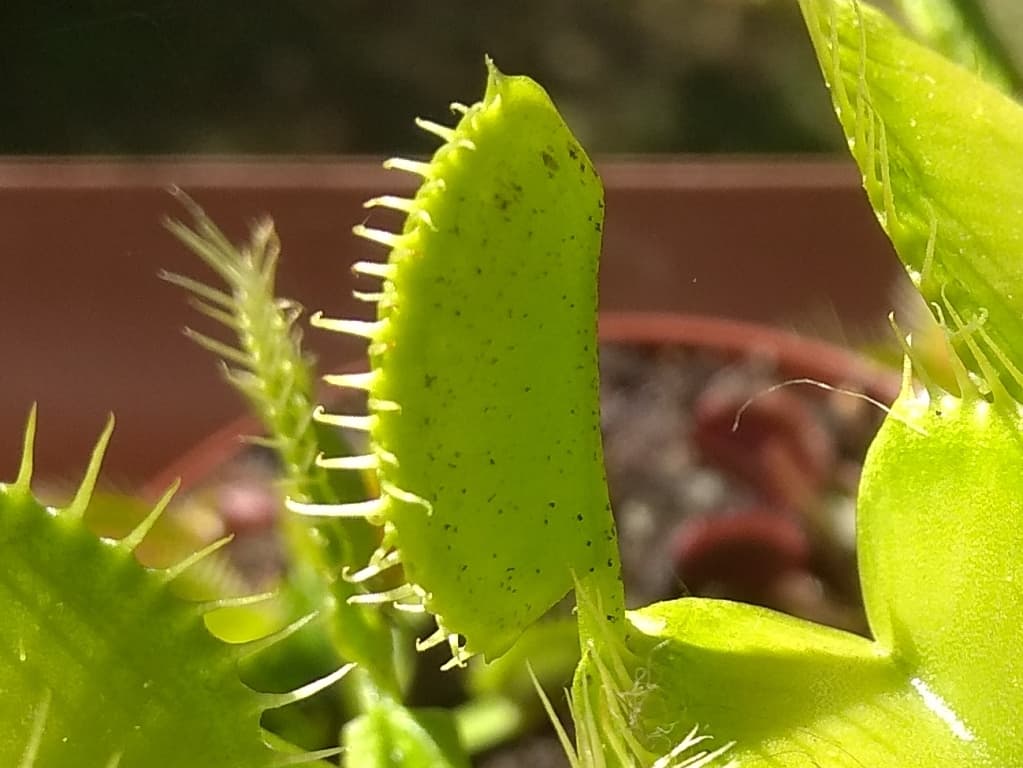 Pests of carnivorous plants