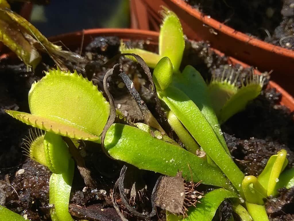 Pests of carnivorous plants