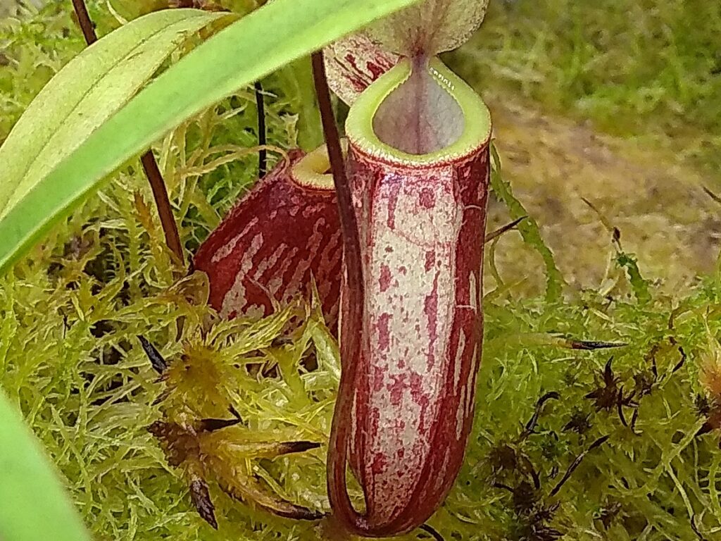 How to grow carnivorous plants
