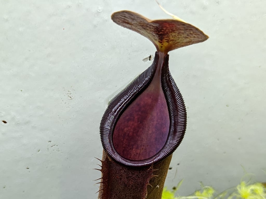 Nepenthes spathulata x adnata