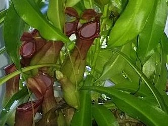 Nepenthes x ventara