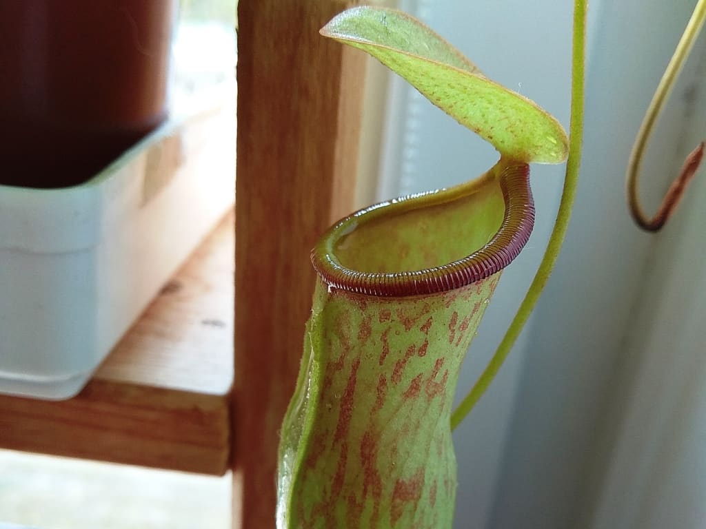 Nepenthes tobaica
