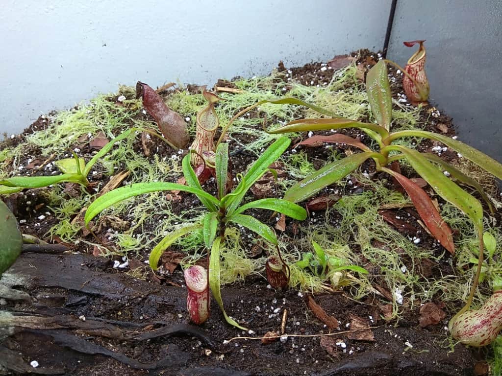 Paludarium with carnivorous plants