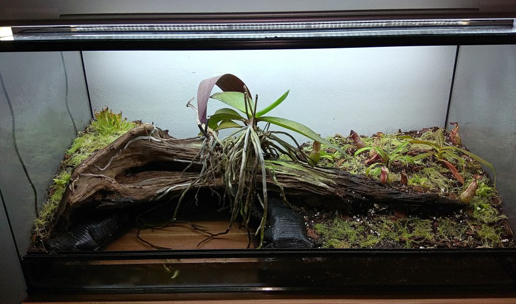 Paludarium with carnivorous plants