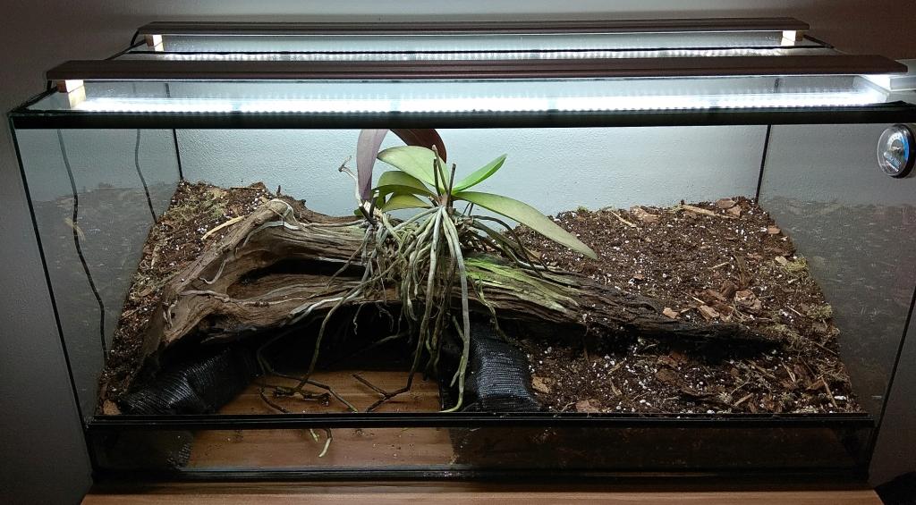 Paludarium with carnivorous plants