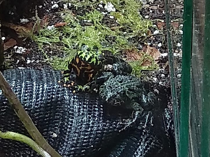 Bombina orientalis