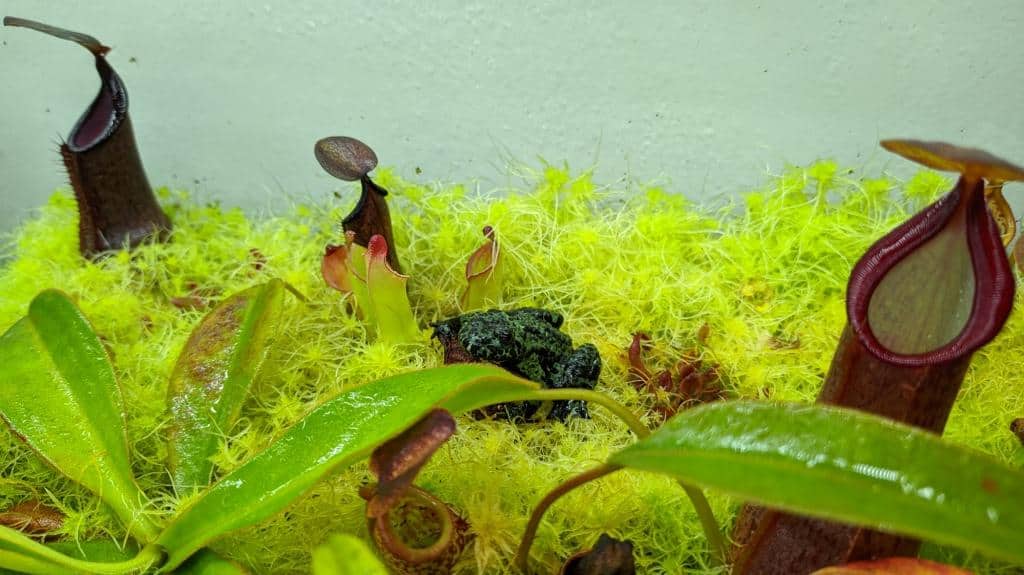 Heliamphora s žabkou v paludáriu