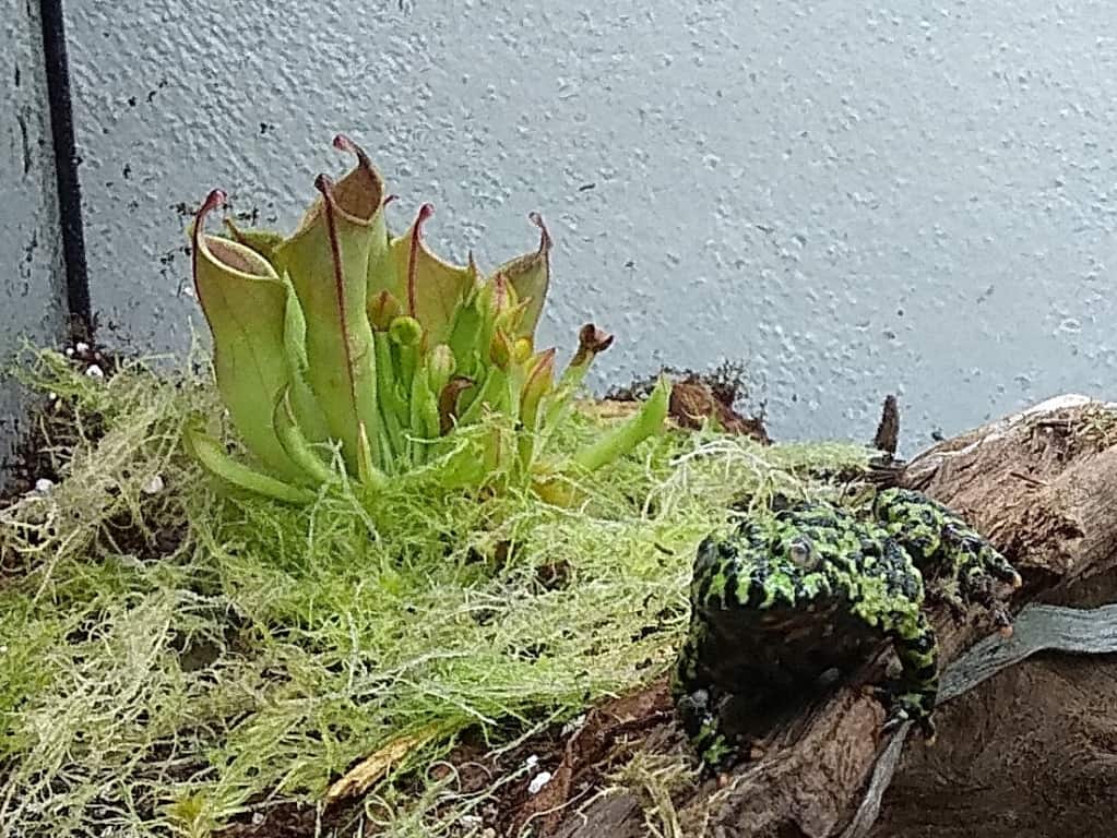 Heliamphora v paludáriu
