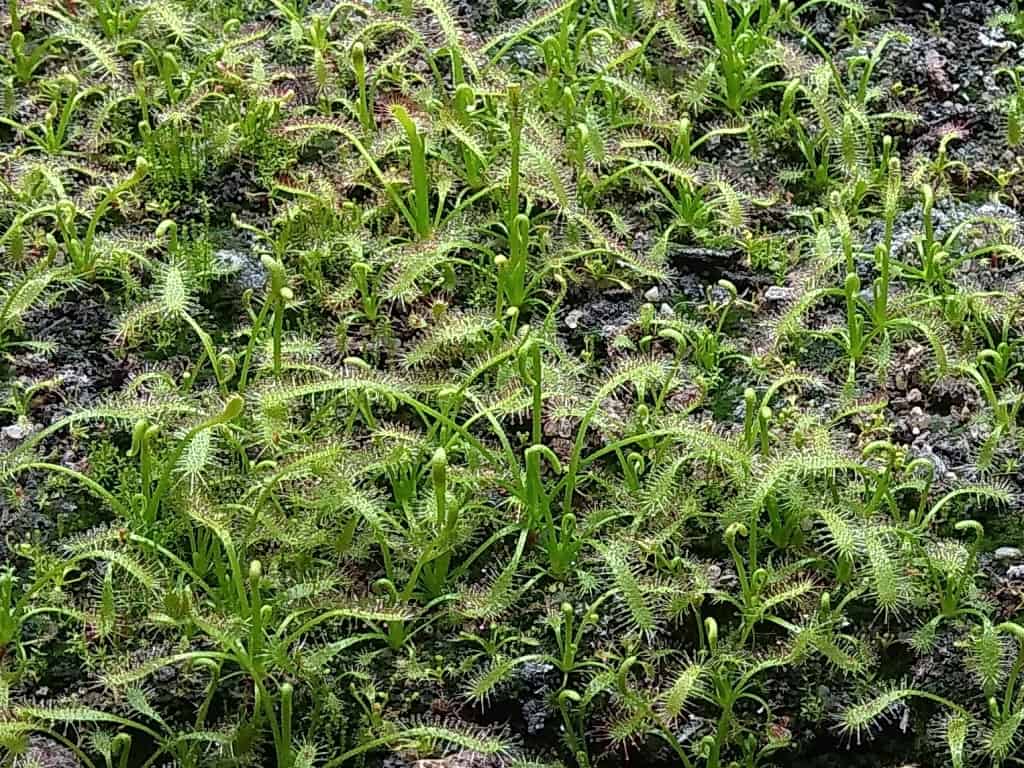 How to sow Drosera seeds
