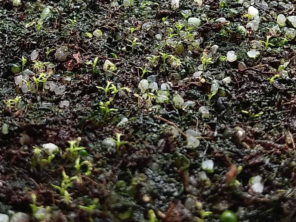 How to sow Drosera seeds