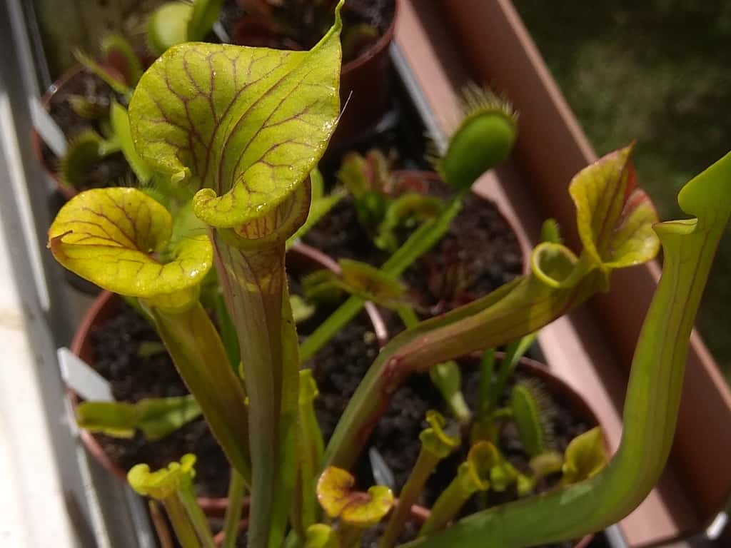 Sarracenia flava var. Atropurpurea