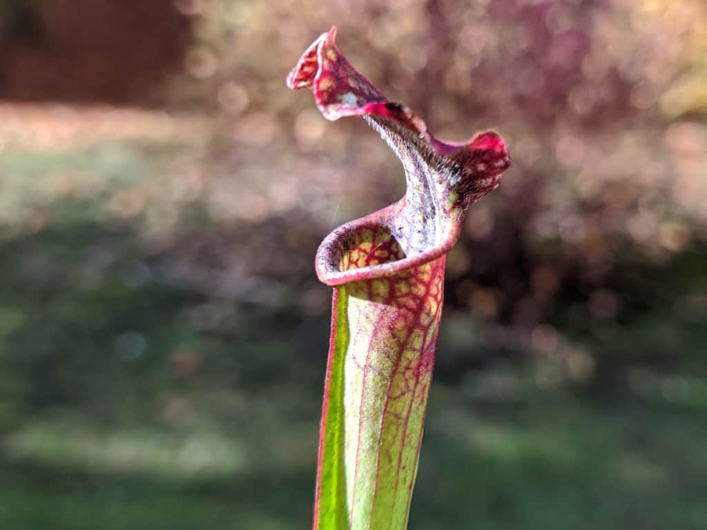 Sarracenia hybrid